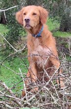 ROXY, Hund, Mischlingshund in Griechenland - Bild 15