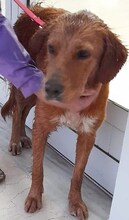 ROXY, Hund, Mischlingshund in Griechenland - Bild 17