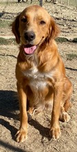 ROXY, Hund, Mischlingshund in Griechenland - Bild 4