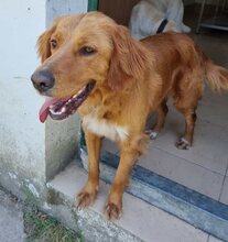ROXY, Hund, Mischlingshund in Griechenland - Bild 7