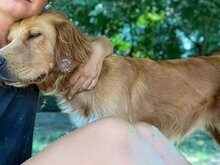 ROXY, Hund, Mischlingshund in Griechenland - Bild 8