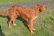 ROXY, Hund, Mischlingshund in Abbenrode - Bild 11