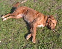 ROXY, Hund, Mischlingshund in Abbenrode - Bild 13