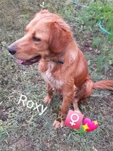 ROXY, Hund, Mischlingshund in Abbenrode - Bild 19