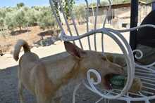 CRISTIN, Hund, Podenco in Spanien - Bild 22