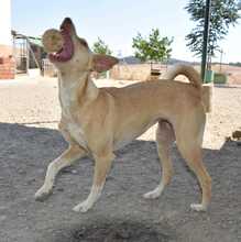 CRISTIN, Hund, Podenco in Spanien - Bild 24