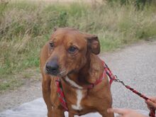 PICUR, Hund, Rhodesian Ridgeback-Mix in Ungarn - Bild 3