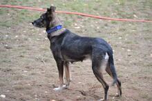 GRACY, Hund, Mischlingshund in Bulgarien - Bild 2