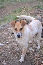LEO, Hund, Mischlingshund in Bulgarien - Bild 1