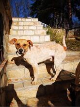 LEO, Hund, Mischlingshund in Bulgarien - Bild 2