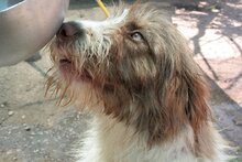 FROST, Hund, Mischlingshund in Bulgarien - Bild 6