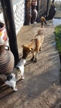 MONEY, Hund, Deutscher Schäferhund in Bulgarien - Bild 2