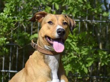 POLLY, Hund, Mischlingshund in Hamburg - Bild 1