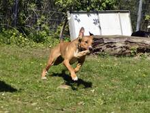 POLLY, Hund, Mischlingshund in Hamburg - Bild 2