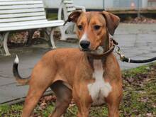 POLLY, Hund, Mischlingshund in Hamburg - Bild 4