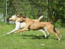 POLLY, Hund, Mischlingshund in Hamburg - Bild 7