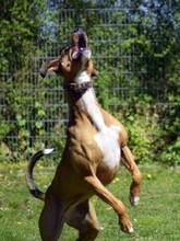 POLLY, Hund, Mischlingshund in Hamburg - Bild 8