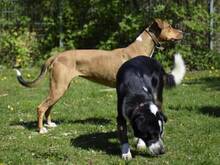 POLLY, Hund, Mischlingshund in Hamburg - Bild 9