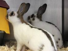 MERET, Hasenartige, Kaninchen in Hamburg - Bild 2