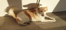 GALEGA, Hund, Mischlingshund in Portugal - Bild 2