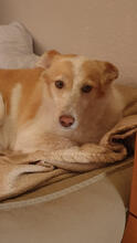 GALEGA, Hund, Mischlingshund in Portugal - Bild 5