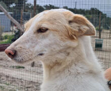 GALEGA, Hund, Mischlingshund in Portugal - Bild 8