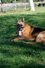 ROLLO, Hund, Deutscher Schäferhund in Bulgarien - Bild 3