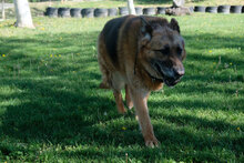 ROLLO, Hund, Deutscher Schäferhund in Bulgarien - Bild 4