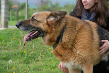 ROLLO, Hund, Deutscher Schäferhund in Bulgarien - Bild 6