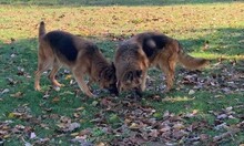 ROLLO, Hund, Deutscher Schäferhund in Bulgarien - Bild 7