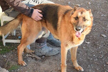 ROLLO, Hund, Deutscher Schäferhund in Bulgarien - Bild 8