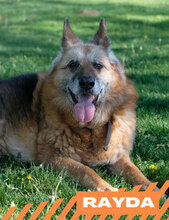 RAYDA, Hund, Deutscher Schäferhund in Bulgarien - Bild 1