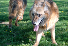 RAYDA, Hund, Deutscher Schäferhund in Bulgarien - Bild 2