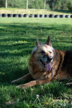 RAYDA, Hund, Deutscher Schäferhund in Bulgarien - Bild 3