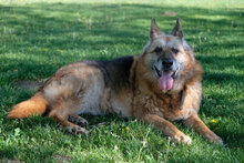 RAYDA, Hund, Deutscher Schäferhund in Bulgarien - Bild 4
