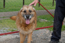 RAYDA, Hund, Deutscher Schäferhund in Bulgarien - Bild 6