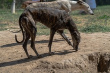 CHARCO, Hund, Galgo Español in Gossersweiler-Stein - Bild 14