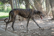 CHARCO, Hund, Galgo Español in Gossersweiler-Stein - Bild 20