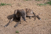 CHARCO, Hund, Galgo Español in Gossersweiler-Stein - Bild 25