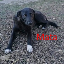 MATA, Hund, Mischlingshund in Bulgarien - Bild 1