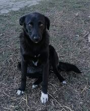 MATA, Hund, Mischlingshund in Bulgarien - Bild 2