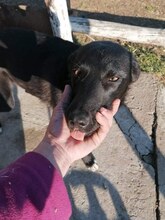 MATA, Hund, Mischlingshund in Bulgarien - Bild 4