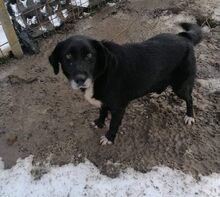 HERRA, Hund, Mischlingshund in Bulgarien - Bild 2