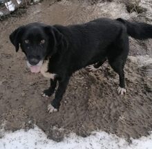 HERRA, Hund, Mischlingshund in Bulgarien - Bild 6