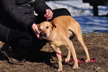 DENYS114, Hund, Mischlingshund in Slowakische Republik - Bild 6
