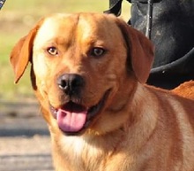 CODY, Hund, Mischlingshund in Slowakische Republik - Bild 1