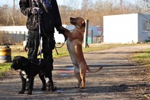 CODY, Hund, Mischlingshund in Slowakische Republik - Bild 11