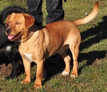 CODY, Hund, Mischlingshund in Slowakische Republik - Bild 2