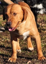 CODY, Hund, Mischlingshund in Slowakische Republik - Bild 3