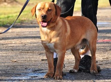 CODY, Hund, Mischlingshund in Slowakische Republik - Bild 4